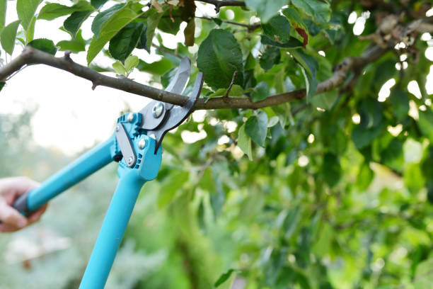 Tree Root Removal in Little Cypress, TX